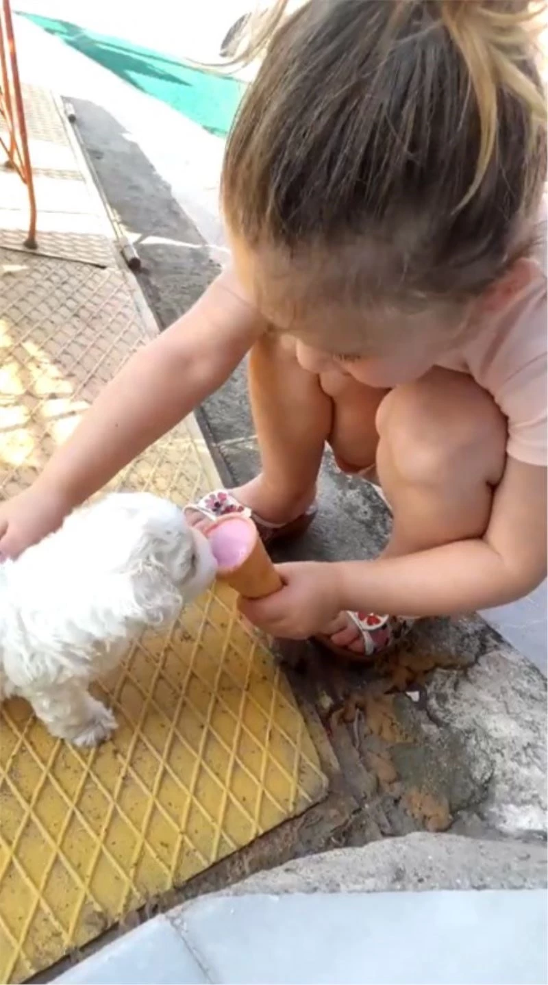 Bu köpek dondurma yiyor
