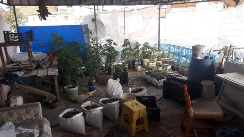 Terasta Hint keneviri yetiştirdiler
