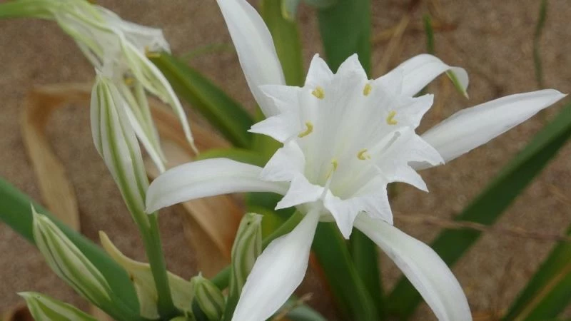 (Özel) Şile’de kum zambağını koparana 48 bin lira ceza kesiliyor
