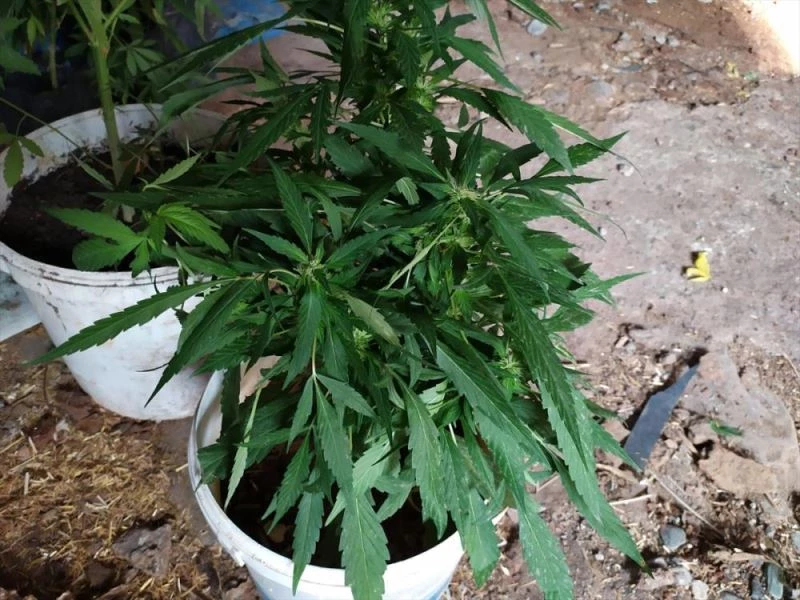 Kümeste Hint keneviri yetiştiren şüpheli yakalandı