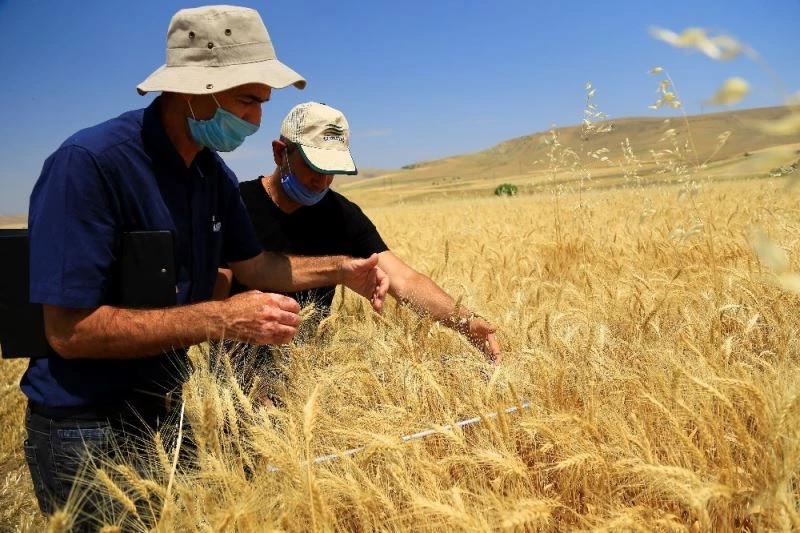 Hububatta verimli yıl, hasat devam ediyor
