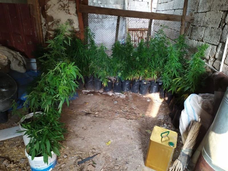 Naylon branda altında uyuşturucu yetiştirdi: 1 gözaltı
