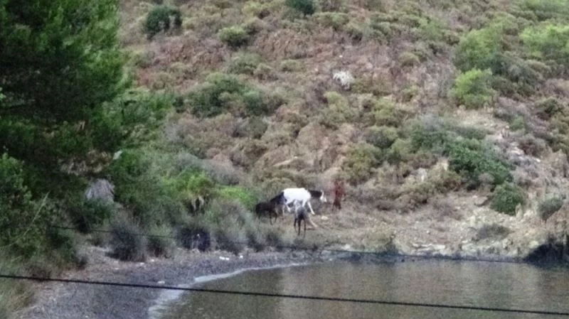 Yılkı atları Marmaris koylarını mesken tuttu
