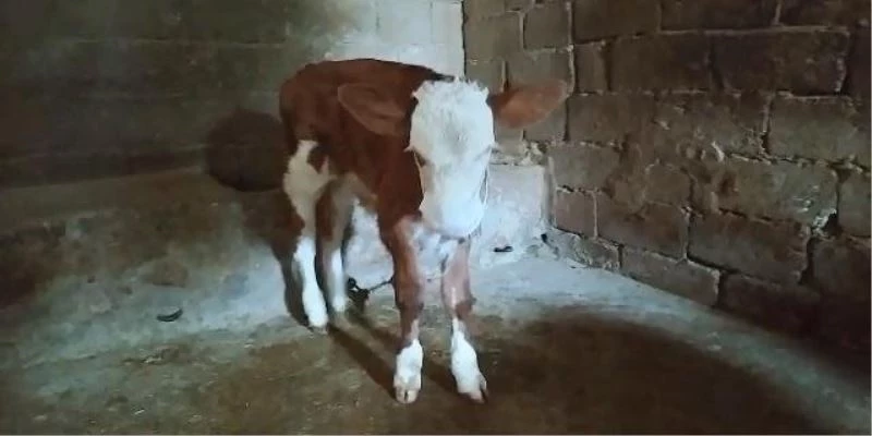 Buzağısını virüsten korumak için maske taktı
