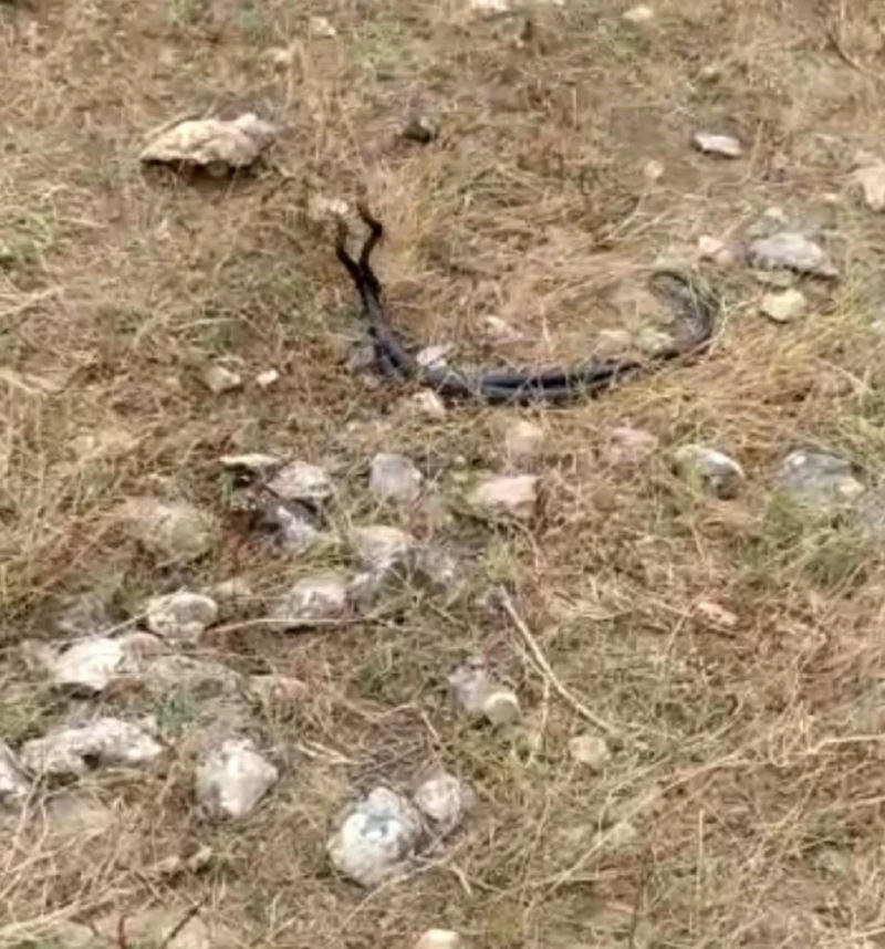 Diyarbakır’da yılanların çiftleşme dansı görüntülendi
