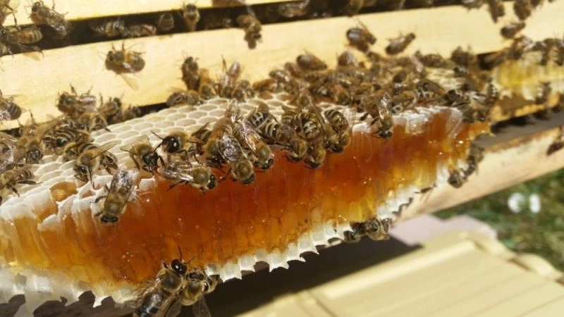 Arıcılar bu yılki bal hasadından memnun
