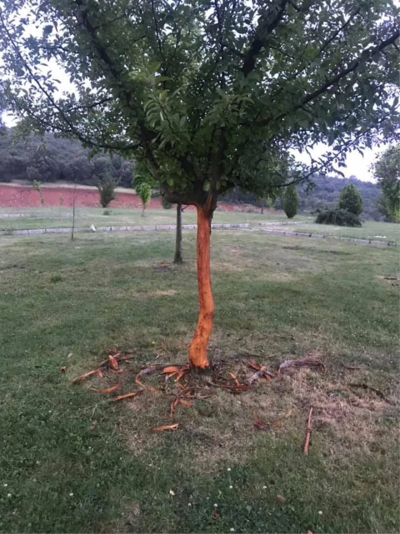 Yeşile ve doğaya saygısızlık
