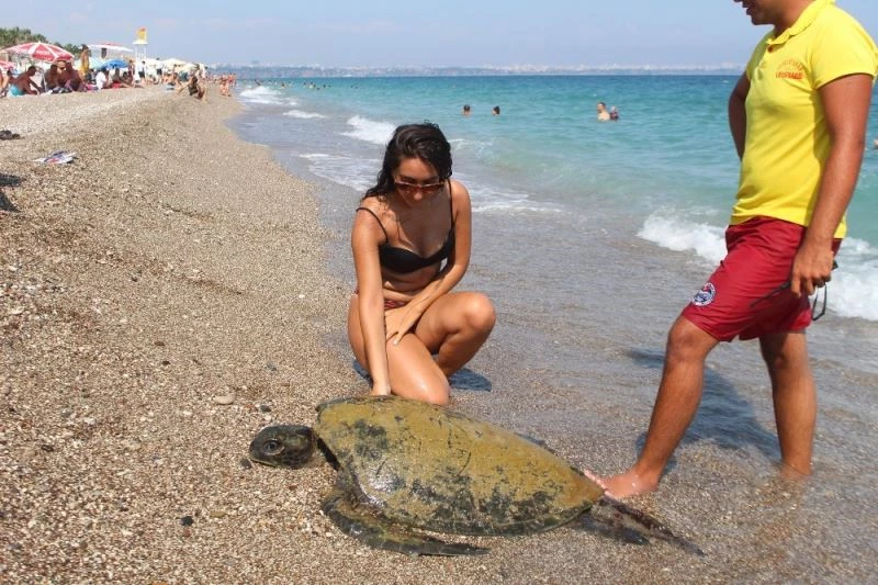 Sahilde yüzen tatilcilere caretta caretta sürprizi
