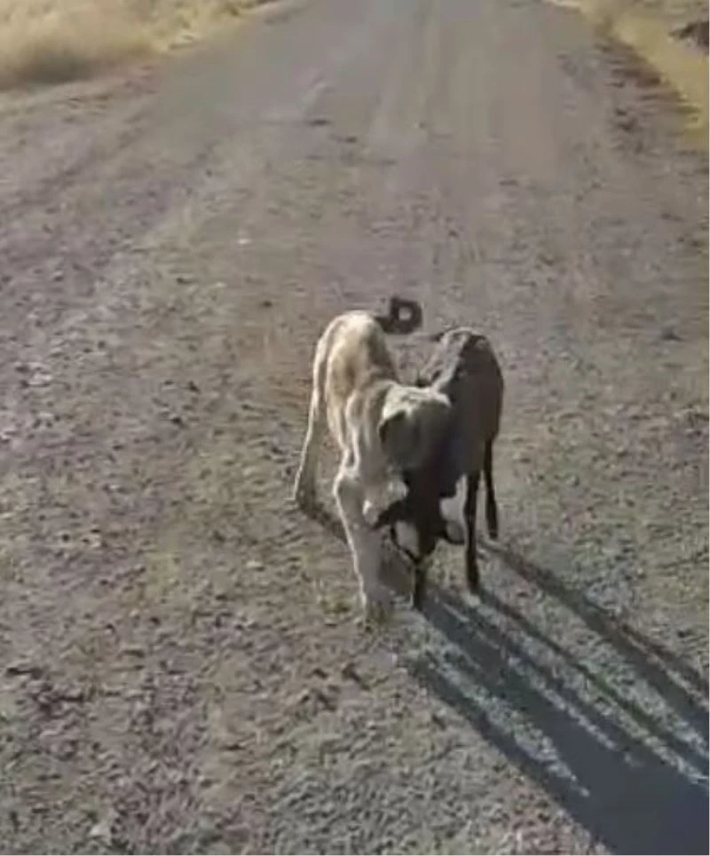 Yavru köpek sürüden ayrılan kuzuyu böyle getirdi
