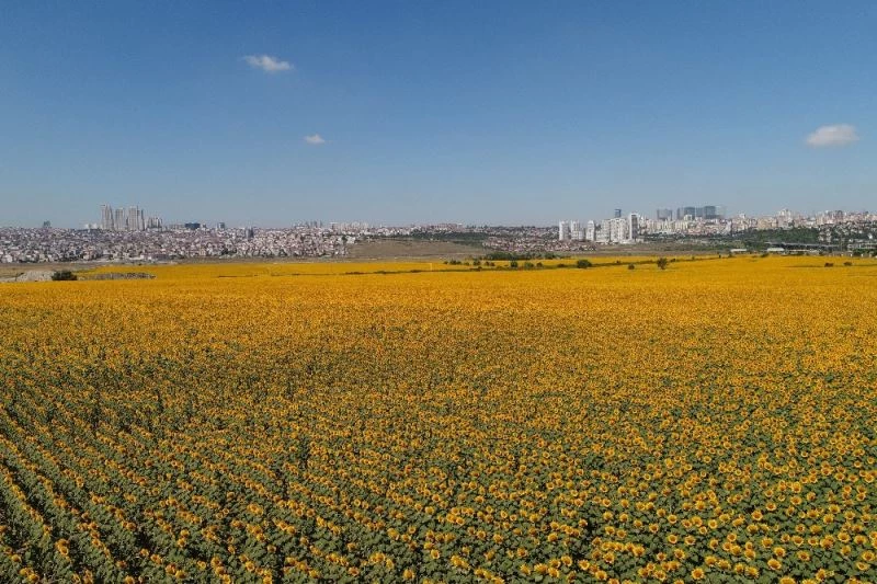(Özel) Şehrin göbeğindeki devasa ayçiçeği tarlaları havadan görüntülendi
