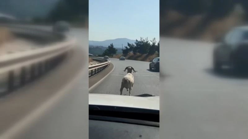 Otoyola çıkan koç otomobillere meydan okudu
