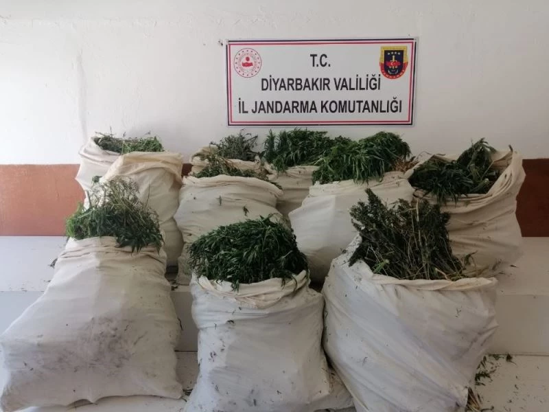 Diyarbakır’da 975 bin kök Hint keneviri, 176 kilo kubar esrar ele geçirildi
