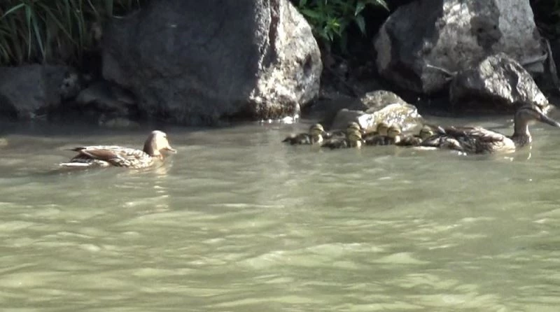 Yavruları ölen anne ördeğin annelik duygusu
