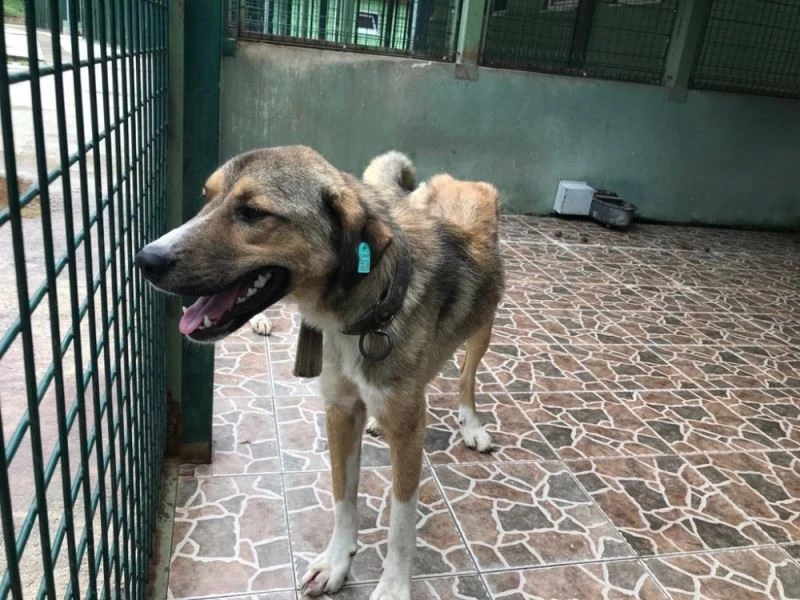 Trabzon’da sahipsiz sokak hayvanları mikroçiple takip edilecek
