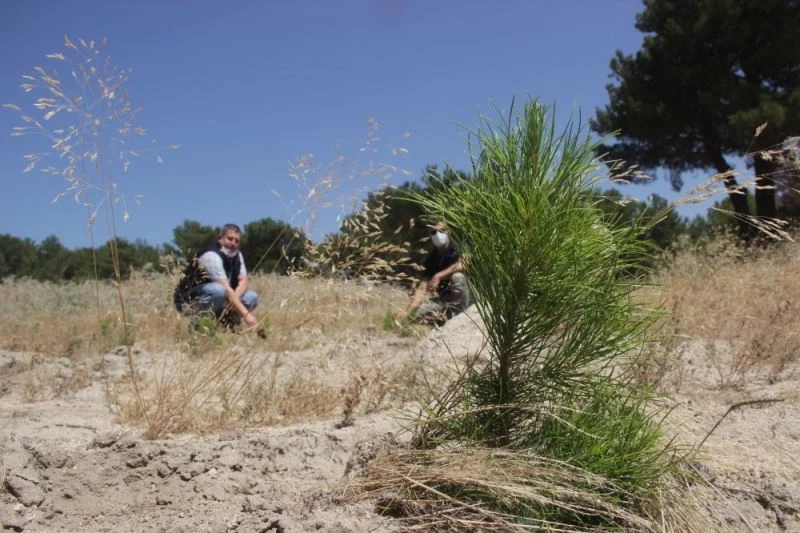 Fidanlarda başarı oranı yüzde 89
