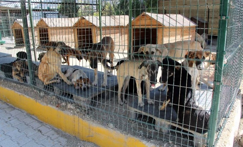 Hayvan barınağında işkence iddialarına yalanlama
