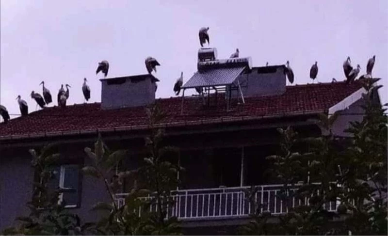 Leylekler çatılarda göç molası verdi
