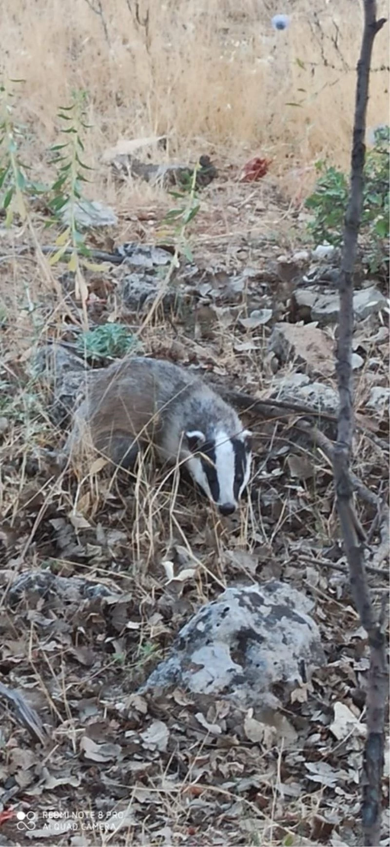 Gercüş’te, kırmızı listedeki porsuk görüntülendi
