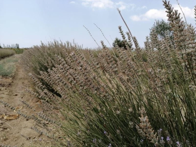 Gelibolu Tarihi Yarım Adası lavantalarla bezeniyor
