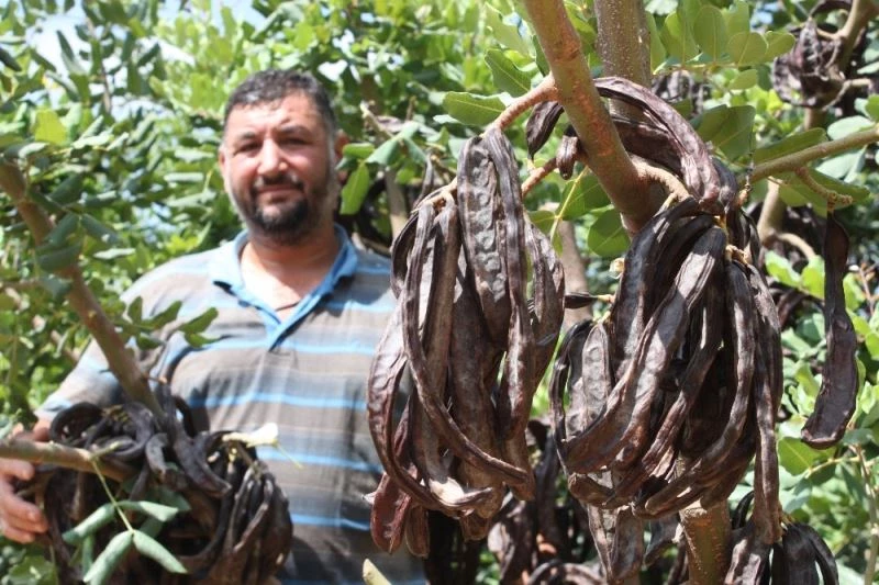 Üretici, hırsız korkusu ile keçiboynuzunu 1 ay erken hasat etti
