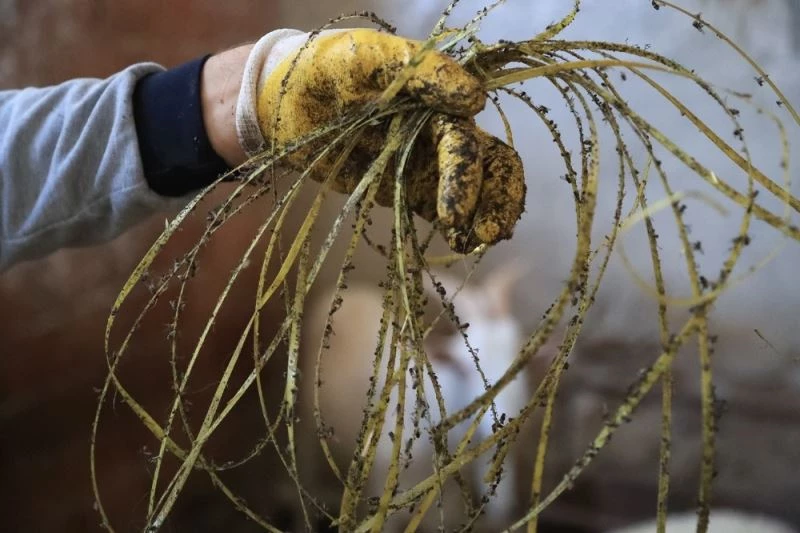 Karasinekle mücadeleye ipli çözüm
