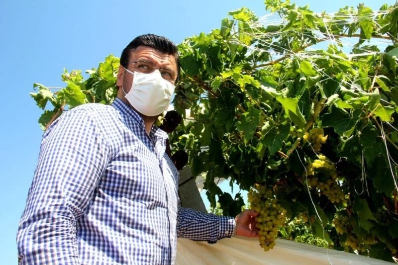 AK Parti’li Milletvekili Akkal, zarar gören bağlarda incelemelerde bulundu
