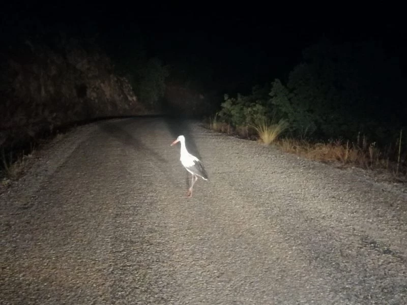 Sındırgılılar leylekler için bu yıl da karanlıkta kaldı
