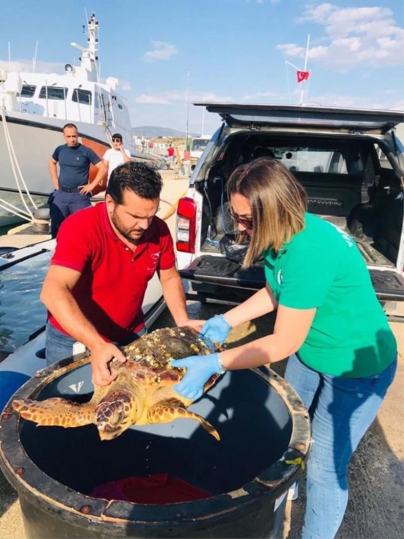 Yaralı careta carettayı sahil güvenlik kurtardı
