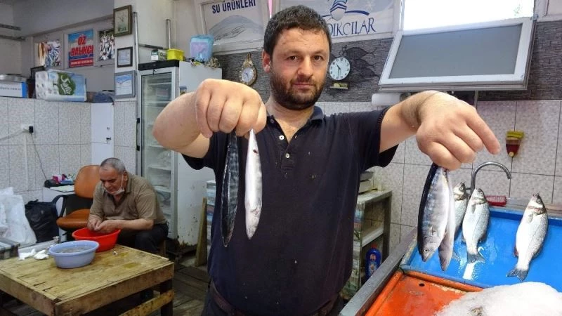 Tezgahlar çingene palamudu ile şenlendi
