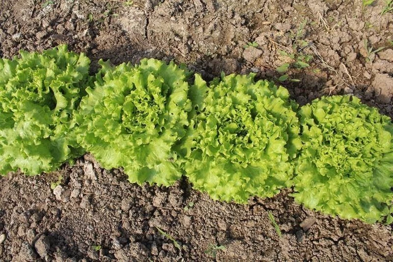 Düzce’de fiyatı en çok artan ürün kıvırcık oldu
