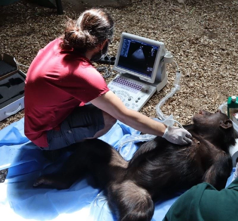 Şempanzelere kalp muayenesi
