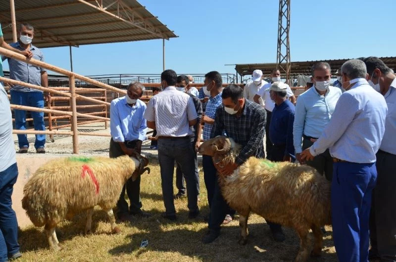 Kırıkhan’da 18 besiciye damızlık koç dağıtıldı
