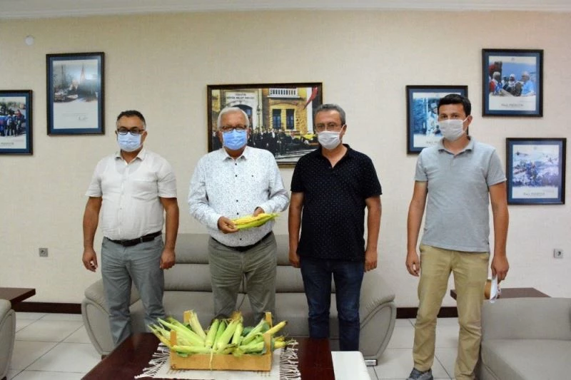 Ata tohumundan üretilen mısırların ilk hasadı yapılıyor
