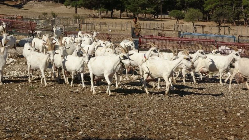 Saanen keçileri hem ormanı kurtardı hem de köylülerin gelirini arttırdı
