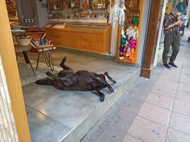 Klima altında serinleyen köpeğin gülemseten keyfi
