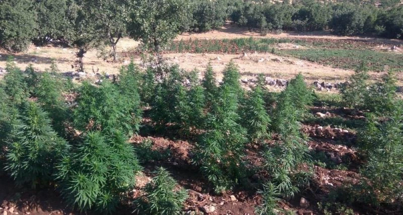 Diyarbakır’da 1 milyon 119 bin kök kenevir ve 756 kilo esrar ele geçirildi
