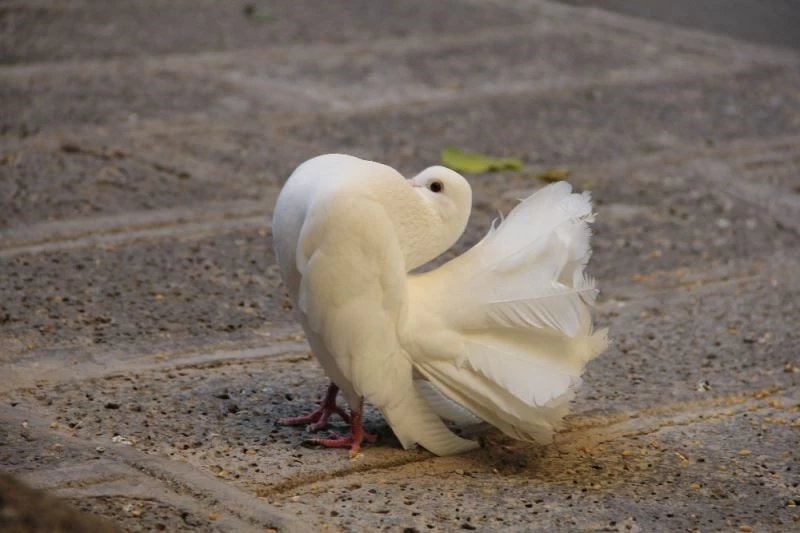 Felç görünümüyle görenleri hayrete düşürdü
