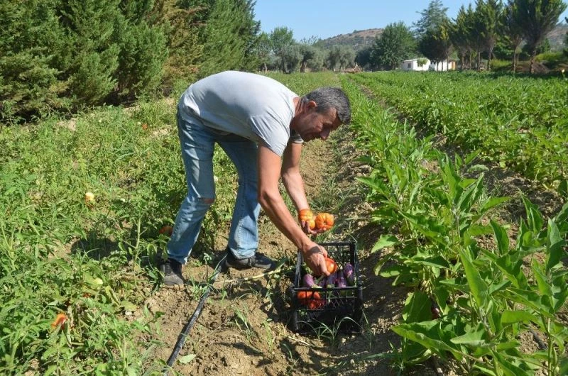 Kuşadası’nda Adabahçe’de hasat heyecanı
