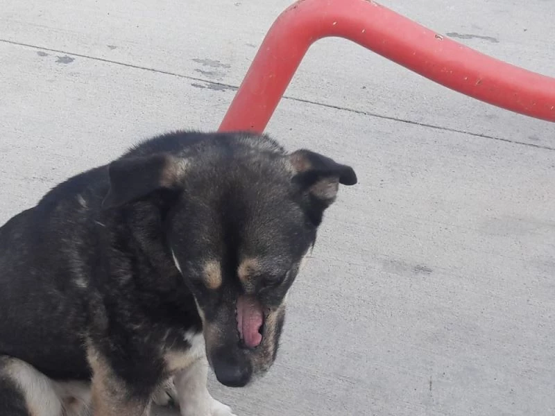 ‘Enerjimiz Dostlarımız İçin’ Projesi 117 sokak hayvanına yeniden hayat verdi
