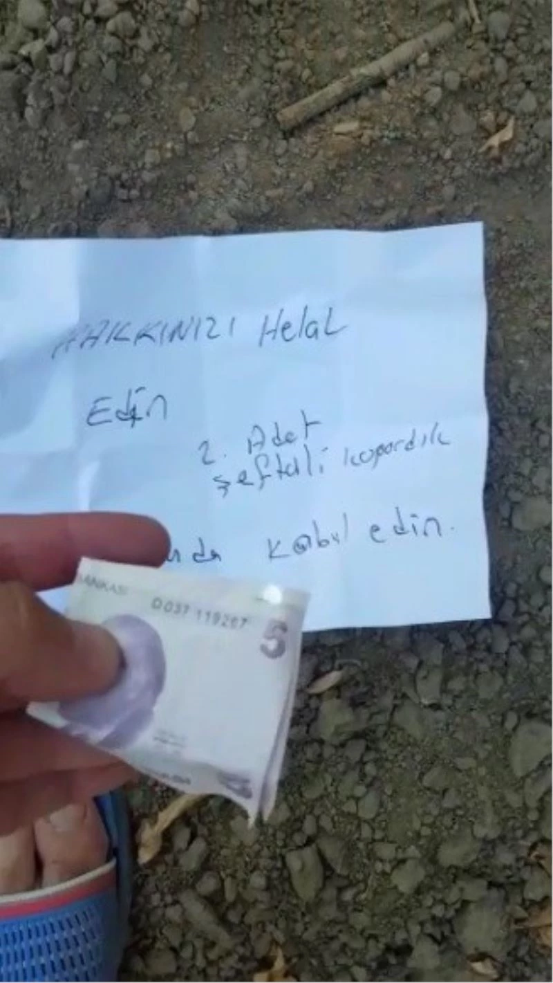 Yediği meyvenin parasını ağaca astı
