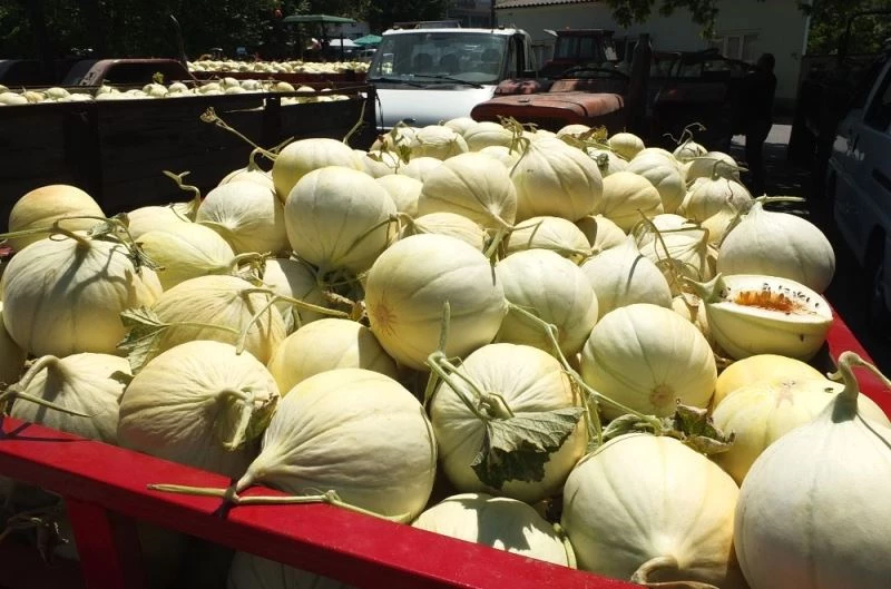 Tüm dünya bu kavunun peşinde
