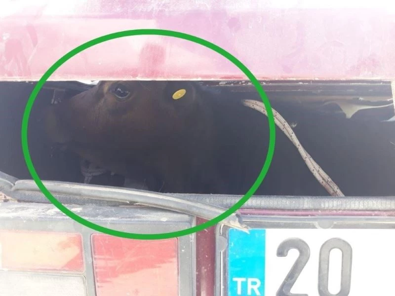 Meradan çalınan buzağı otomobilin bagajından çıktı
