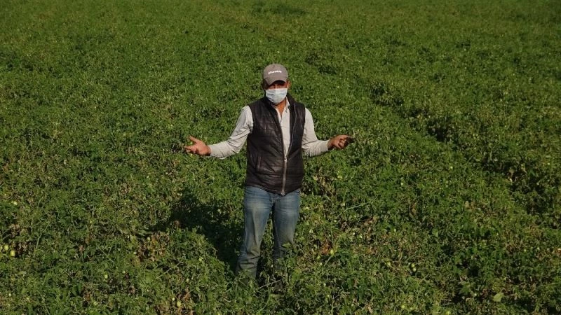 Domates fiyatları tarlada 35 kuruşa düştü, çiftçi iflas noktasına geldi
