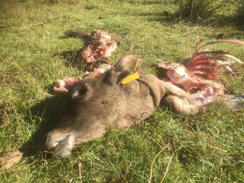 Kaybolan danayı kurtlar parçalamış
