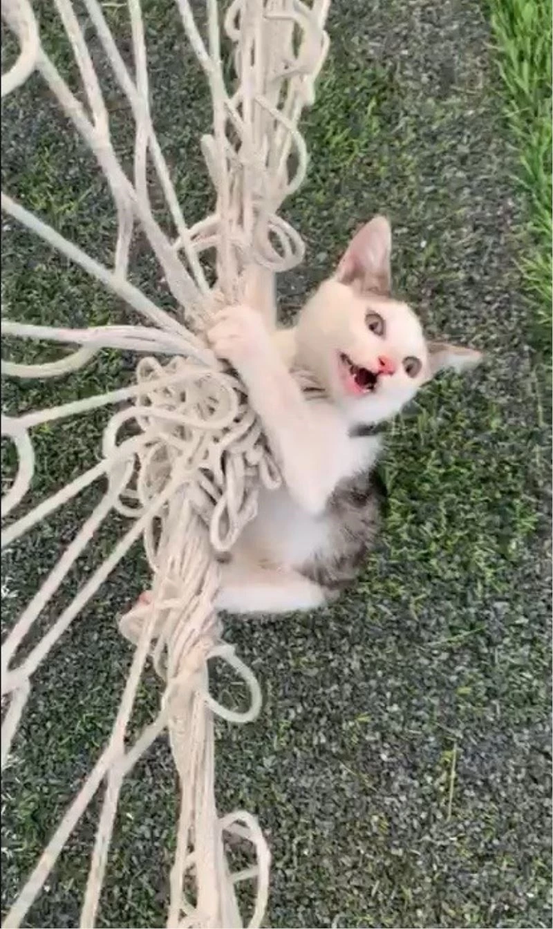 Kale filesine dolanarak mahsur kaldı, itfaiye ekipleri kurtardı
