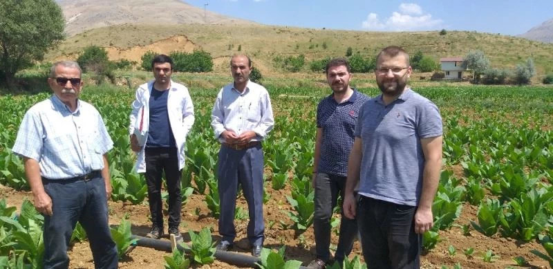 Tarımda viral hastalıklarla mücadele araştırması yapıldı
