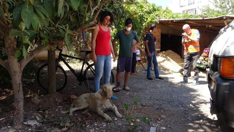 Sokak köpeğine uygunsuz hareketlerde bulunan yaşlı adam gözaltına alındı
