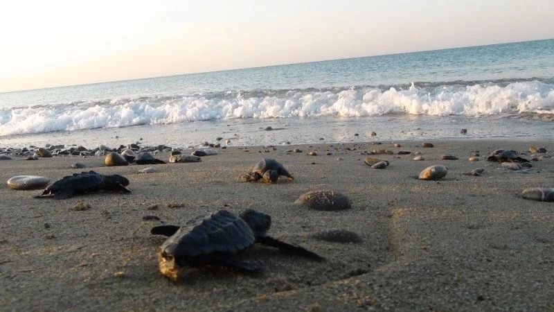 Yuva sayısında rekor kırılan caretta carettalar, koruyucuları eşliğinde denizle buluşuyor
