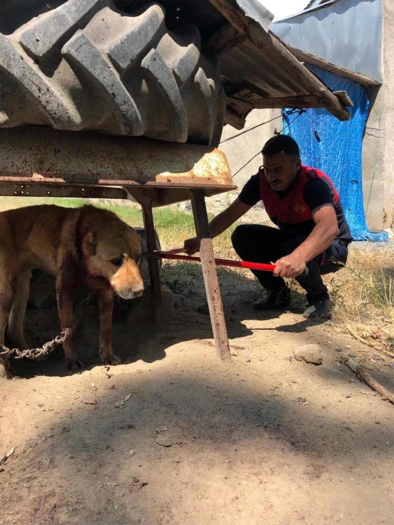 Boynu zincire sıkışan köpek itfaiye ekipleri tarafından kurtarıldı
