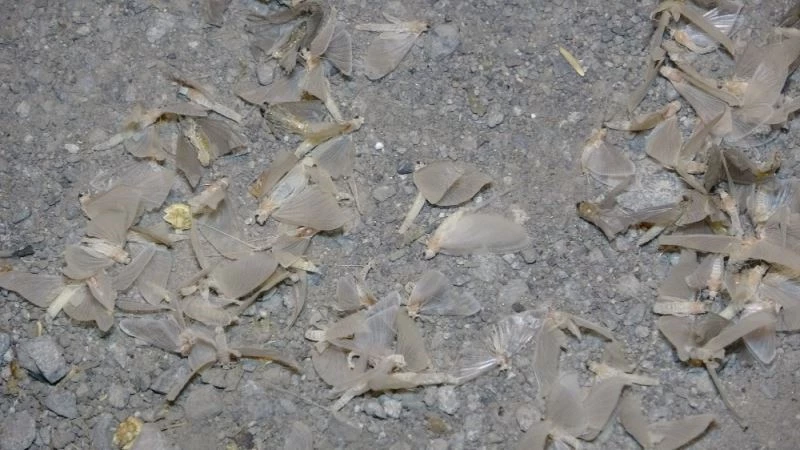 Ardahan’da kelebeklerin ’ölüm dansı’ başladı
